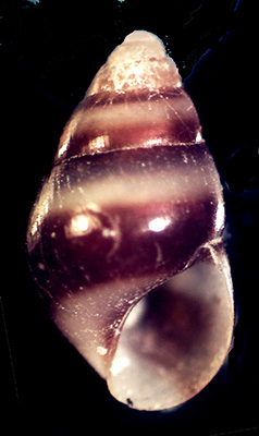 Barleia unifasciata